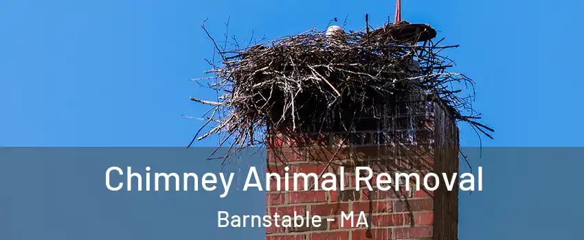 Chimney Animal Removal Barnstable - MA