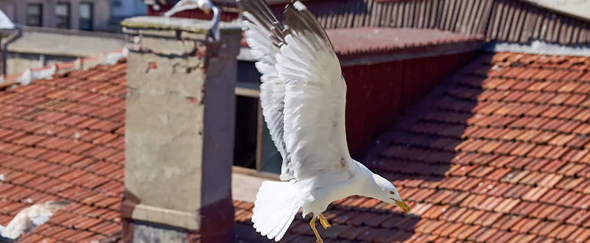 Residential Chimney Animal Removal Solution in Barnstable, MA