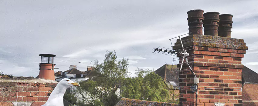 Chimney Cleaning And Restoration in Barnstable, Massachusetts